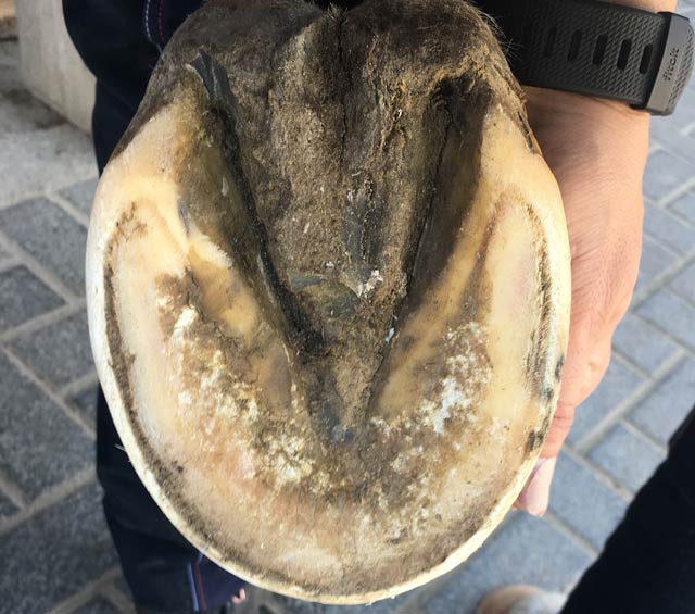 CoWrinna – Barhufpflege CoWrinna - Barhufpflege